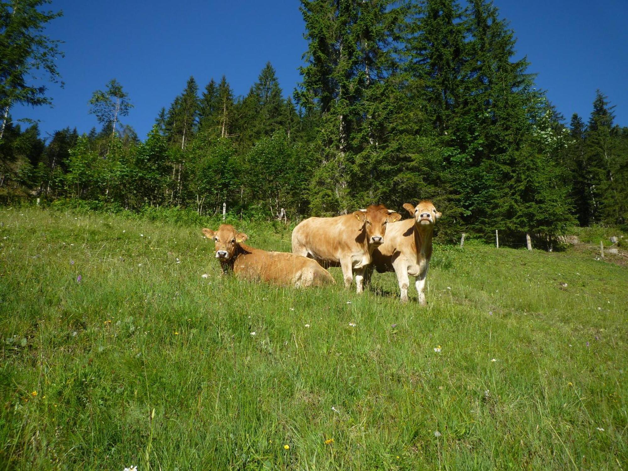 Farm stay Forsterhof *
