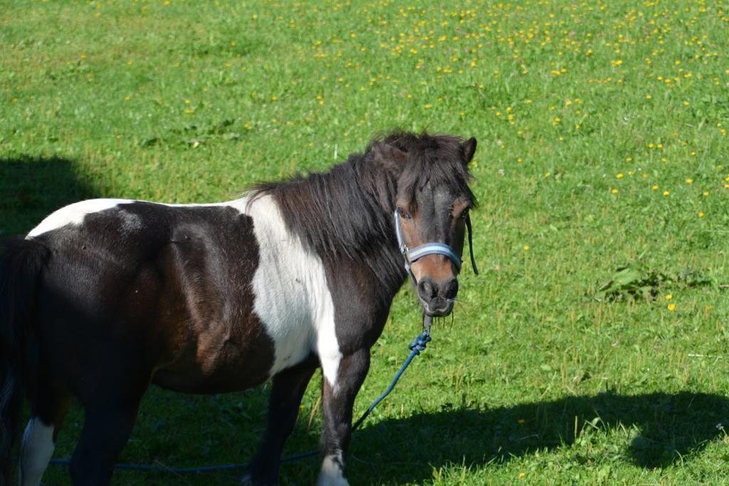 Forsterhof Farm stay Ramsau am Dachstein